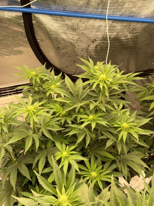 November 2025. Week 8 - Lemon cherry gelato