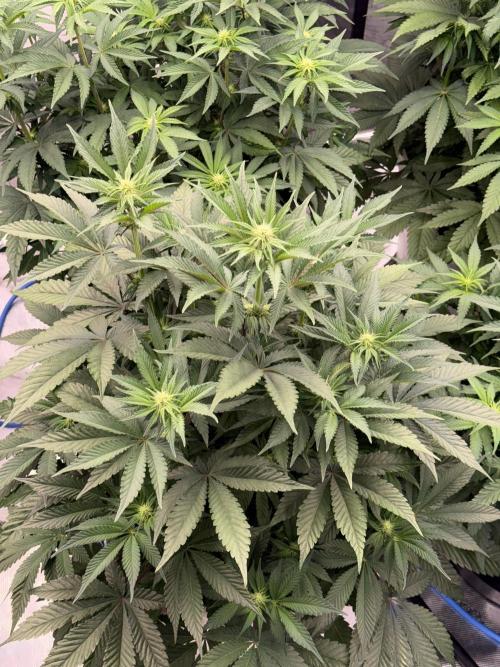 November 2025. Week 8 - Super boof 