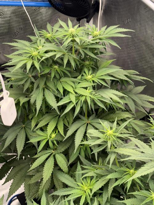 November 2025. Week 8 - Bubba Kush 