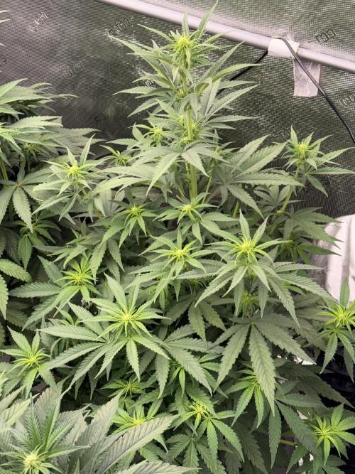 November 2025. Week 8 - Amnesia 