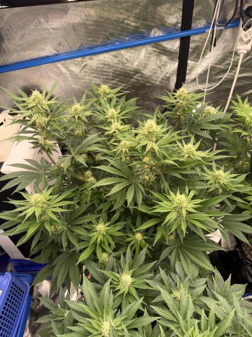 November 2025. Week 9 - Bubba kush
28 days 