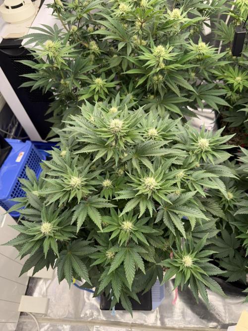 November 2025. Week 9 - Gelato 45