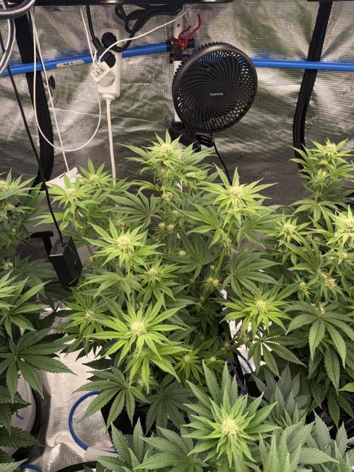 November 2025. Week 9 - Black cherry gusher 