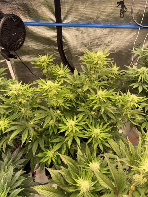 November 2025. Week 9 - Lemon cherry gelato