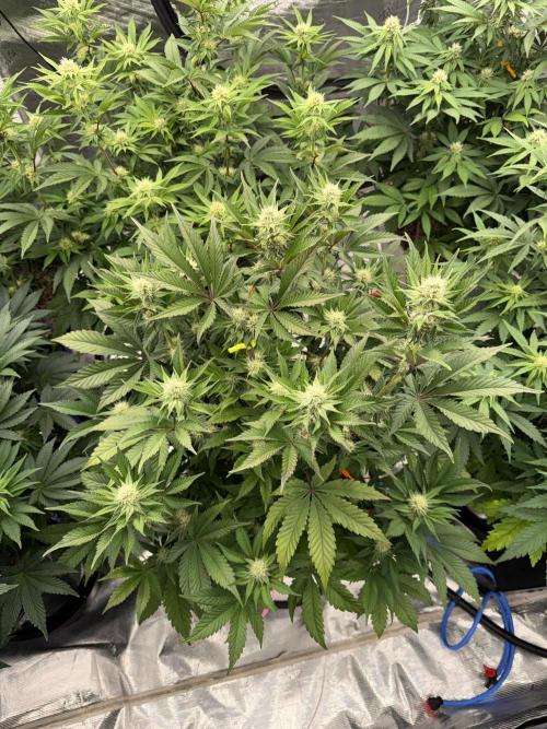 November 2025. Week 9 - Super boof