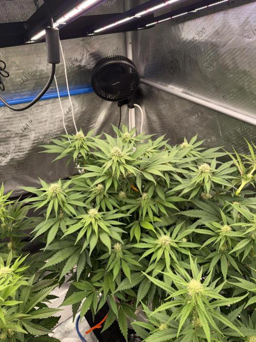 November 2025. Week 9 - Bubba kush 