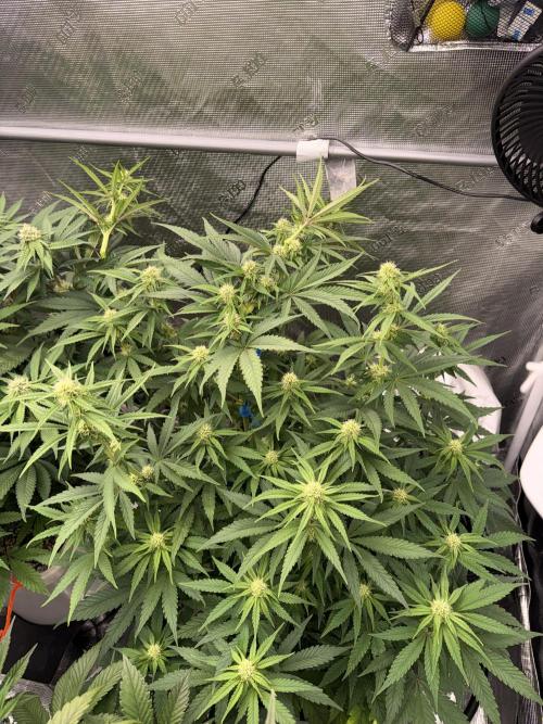 November 2025. Week 9 - Amnesia 