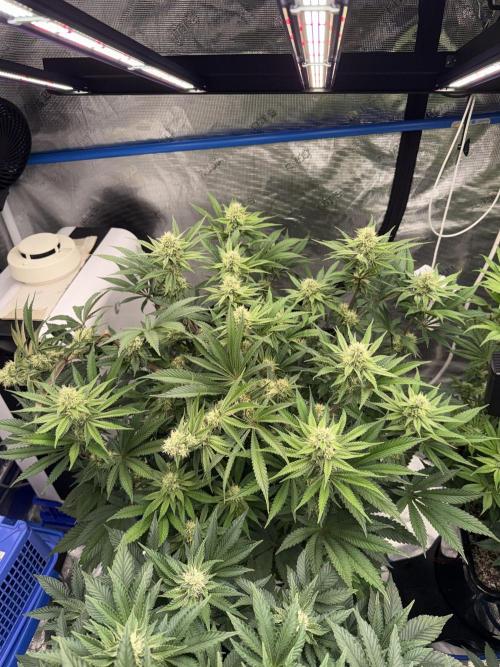 November 2025. Week 10 - Bubba kush
35 days 