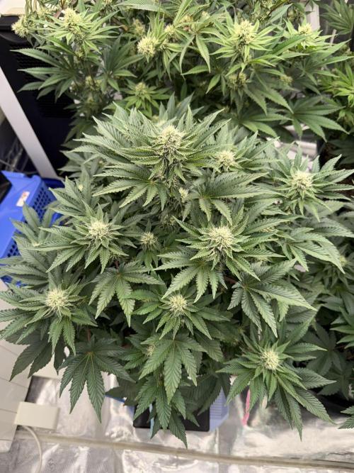 November 2025. Week 10 - Gelato 45