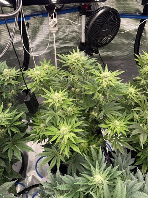 November 2025. Week 10 - Black cherry gushers 