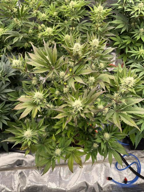 November 2025. Week 10 - Super boof