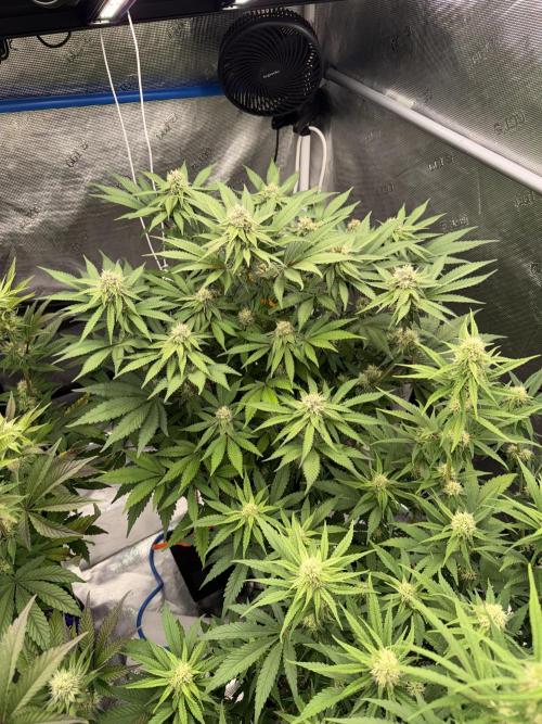 November 2025. Week 10 - Bubba kush 