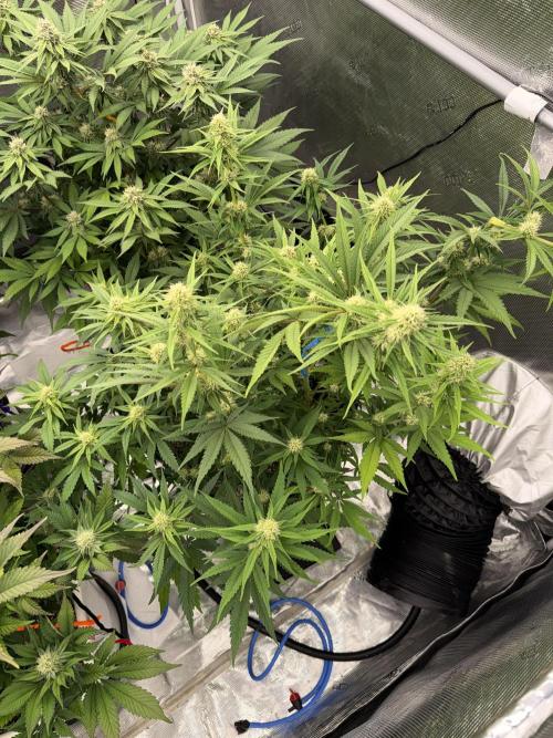 November 2025. Week 10 - Amnesia 