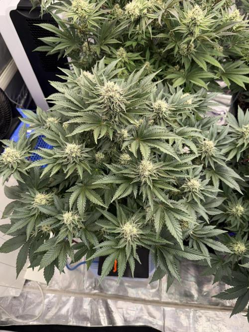 November 2025. Week 11 - Gelato 45