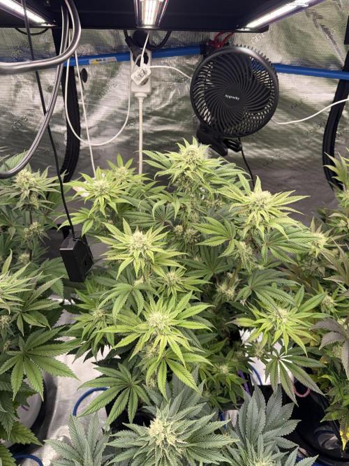 November 2025. Week 11 - Black cherry gushers 