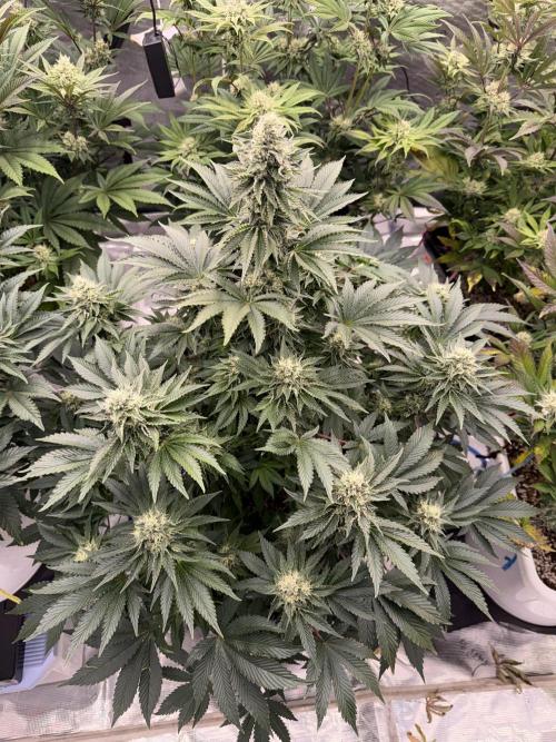 November 2025. Week 11 - Gelato 45