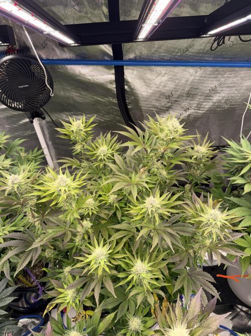 November 2025. Week 11 - Lemon cherry gelato 