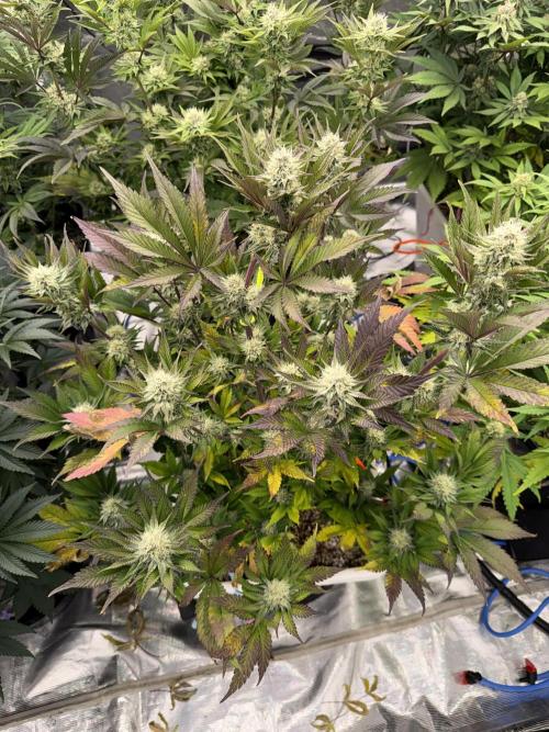 November 2025. Week 11 - Super boof 