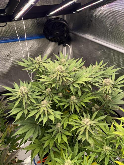 November 2025. Week 11 - Bubba Kush 