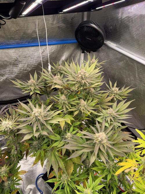 November 2025. Week 12