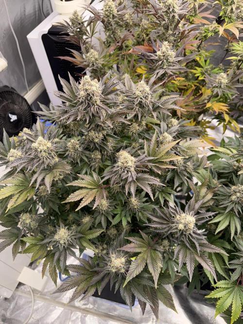 November 2025. Week 13 - Gelato 45
56 days