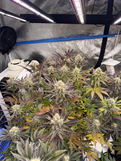 November 2025. Week 13 - Bubba kush 