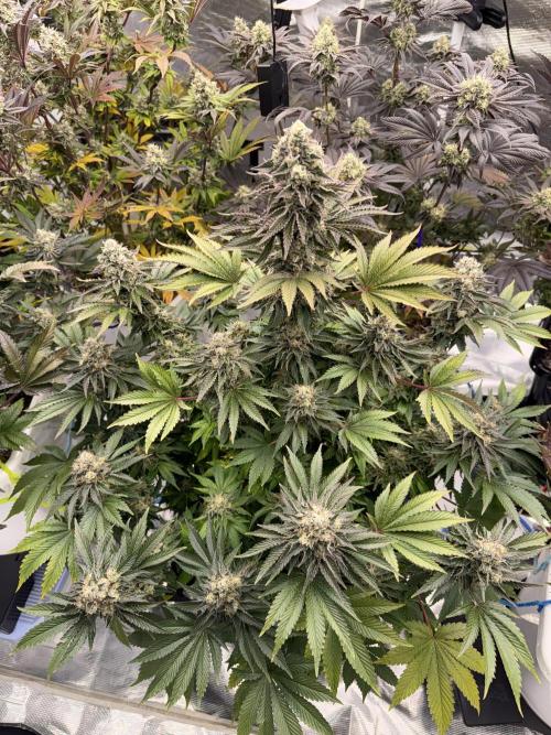 November 2025. Week 13 - Gelato 45