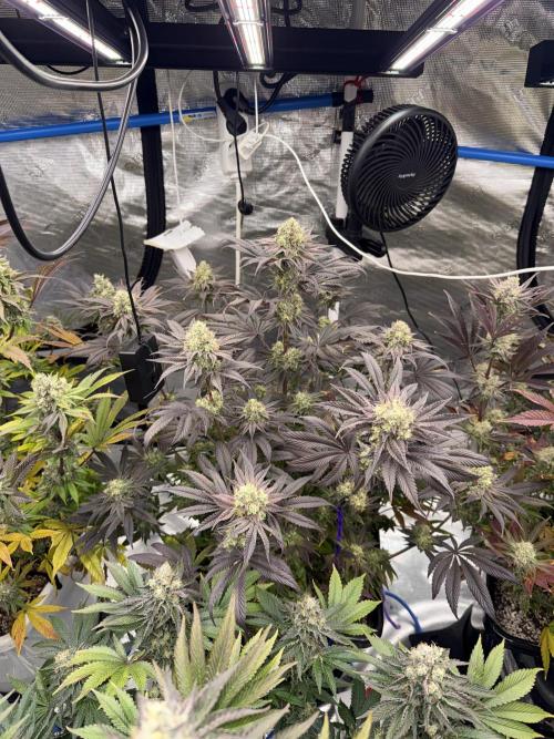 November 2025. Week 13 - Black cherry gushers 