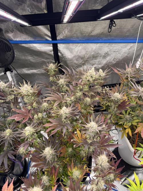 November 2025. Week 13 - Lemon cherry gelato