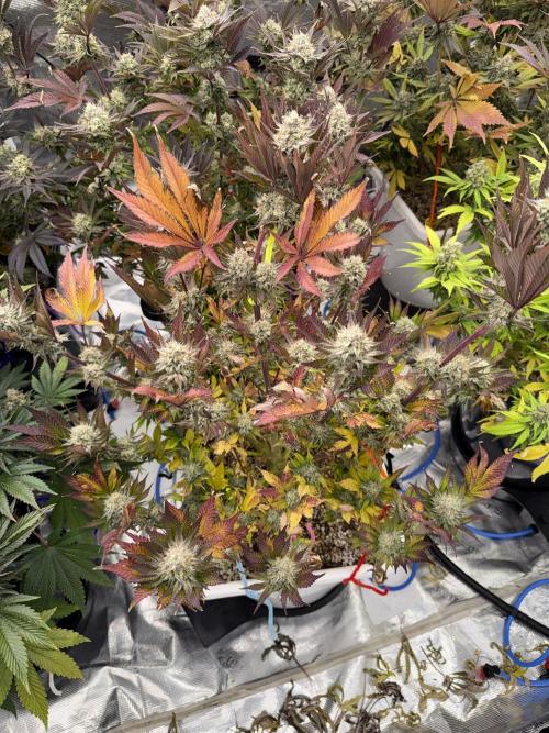 November 2025. Week 13 - Super boof