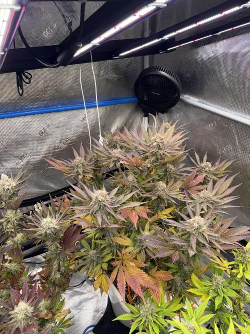 November 2025. Week 13 - Bubba kush 