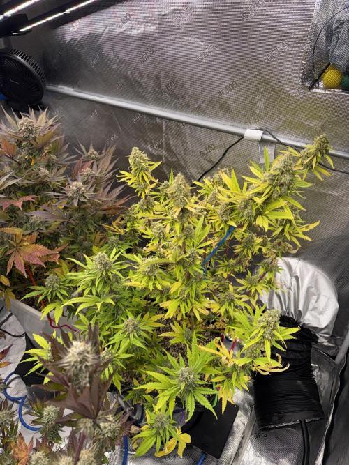 November 2025. Week 13 - Amnesia 