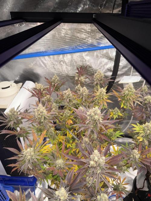 November 2025. Week 14 - Gelato 45
63 days flower