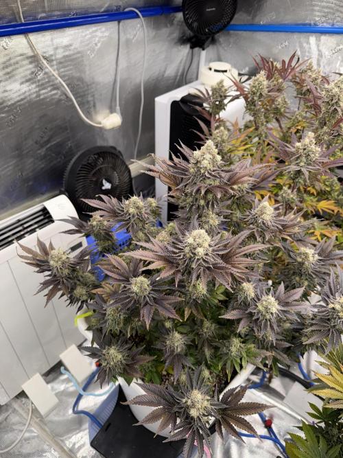 November 2025. Week 14 - Bubba kush 