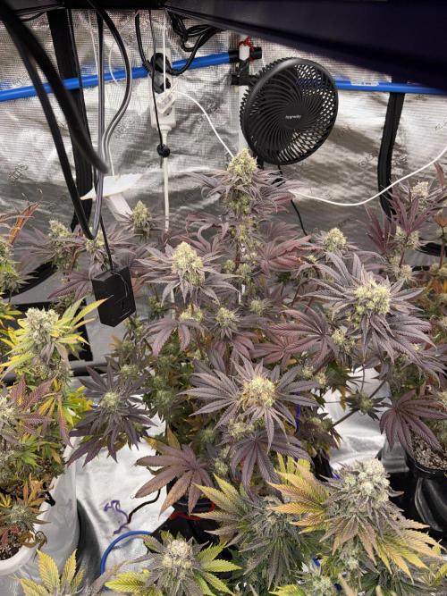 November 2025. Week 14 - Black cherry gushers