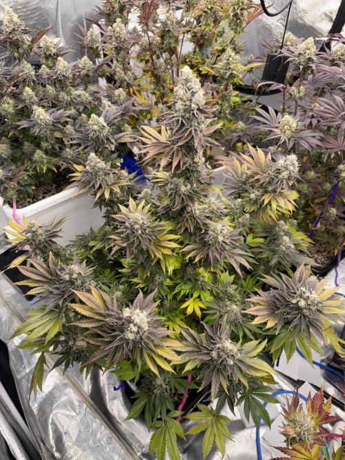 November 2025. Week 14 - Gelato 45