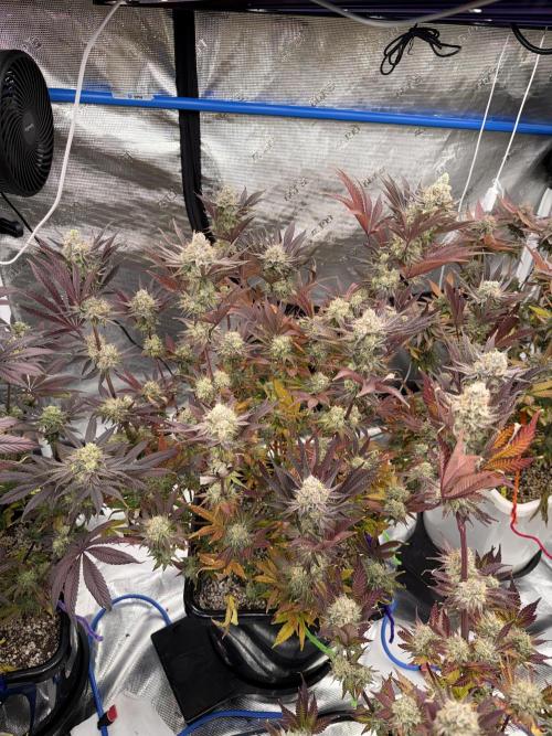 November 2025. Week 14 - Lemon cherry gelato