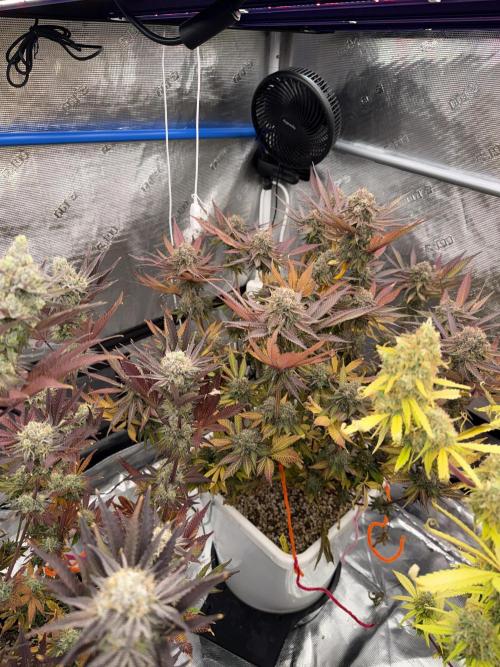 November 2025. Week 14 - Bubba kush
