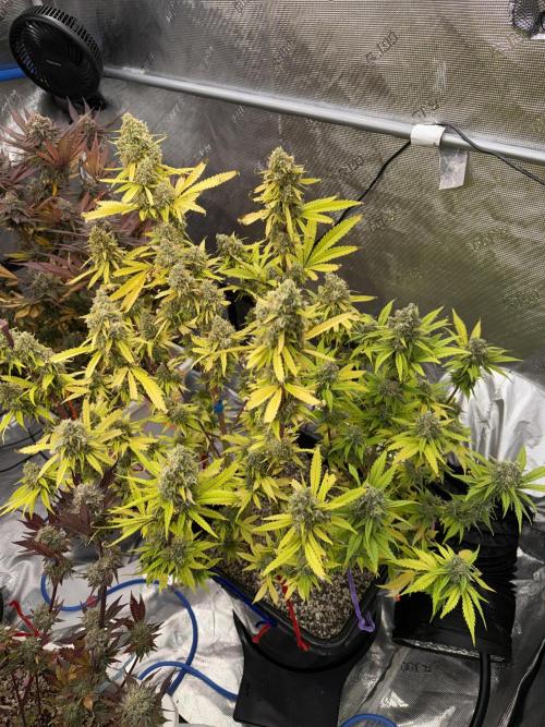 November 2025. Week 14 - Amnesia 