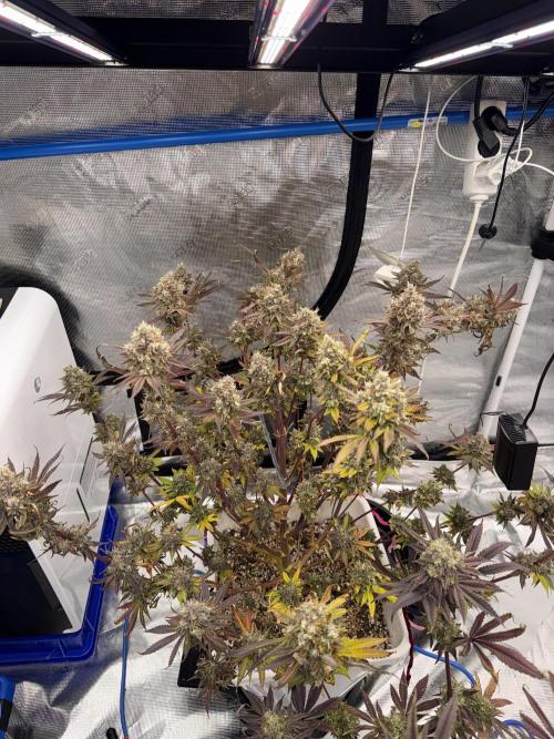November 2025. Week 15 - Bubba Kush
70 days 