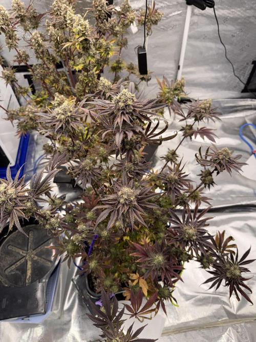 November 2025. Week 15 - Black cherry gushers
