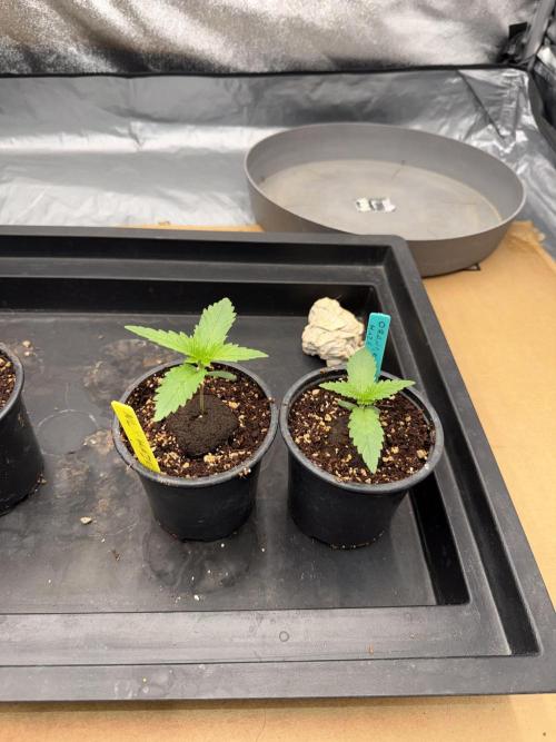 Summer tent grow. Week 1 - Northern lights 
7 days 