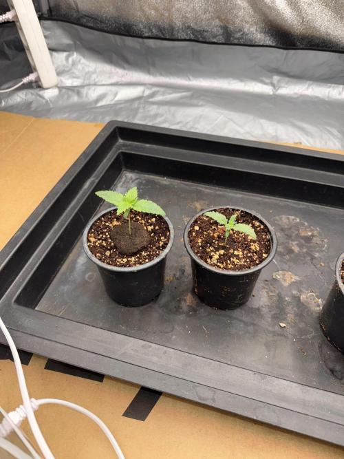 Summer tent grow. Week 1 - Hindu Kush 
7 days 
