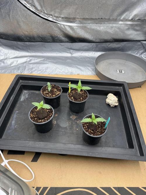 Summer tent grow. Week 1