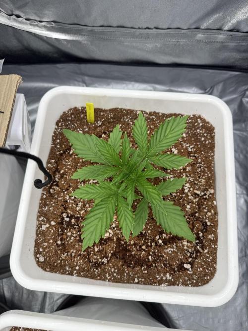Summer tent grow. Week 2 - NL
14 days 