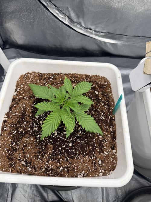 Summer tent grow. Week 2 - NL
14 days