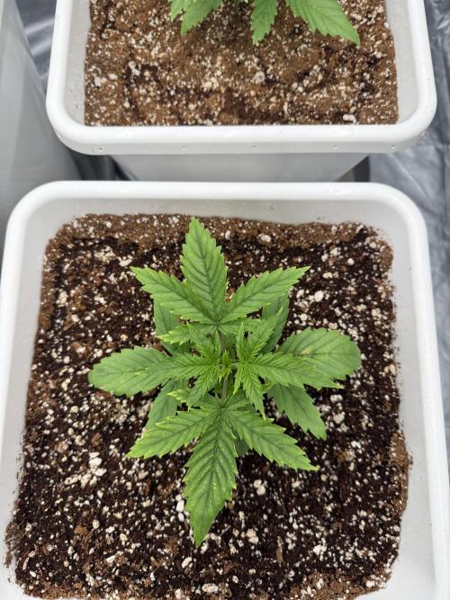 Summer tent grow. Week 2 - Hindu Kush 
14 days 