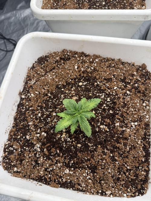 Summer tent grow. Week 2 - Hindu Kush
14 days 