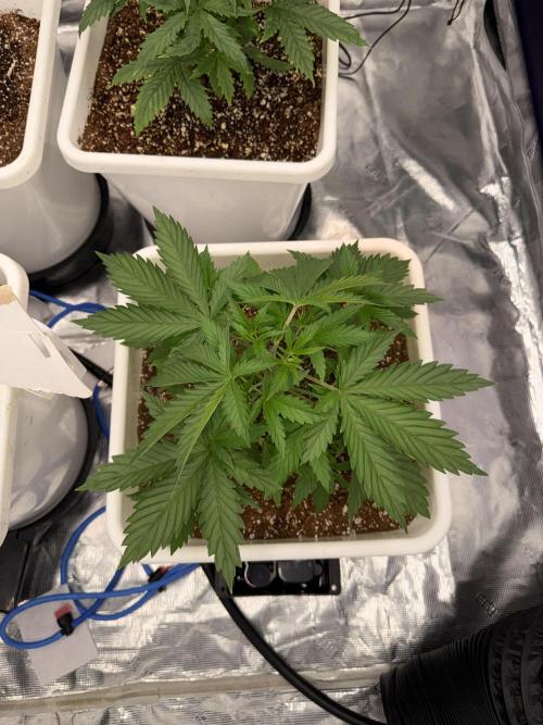 Summer tent grow. Week 3 - NL
21 days 
