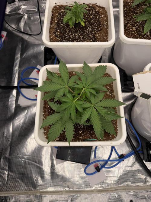 Summer tent grow. Week 3 - NL
21 days 